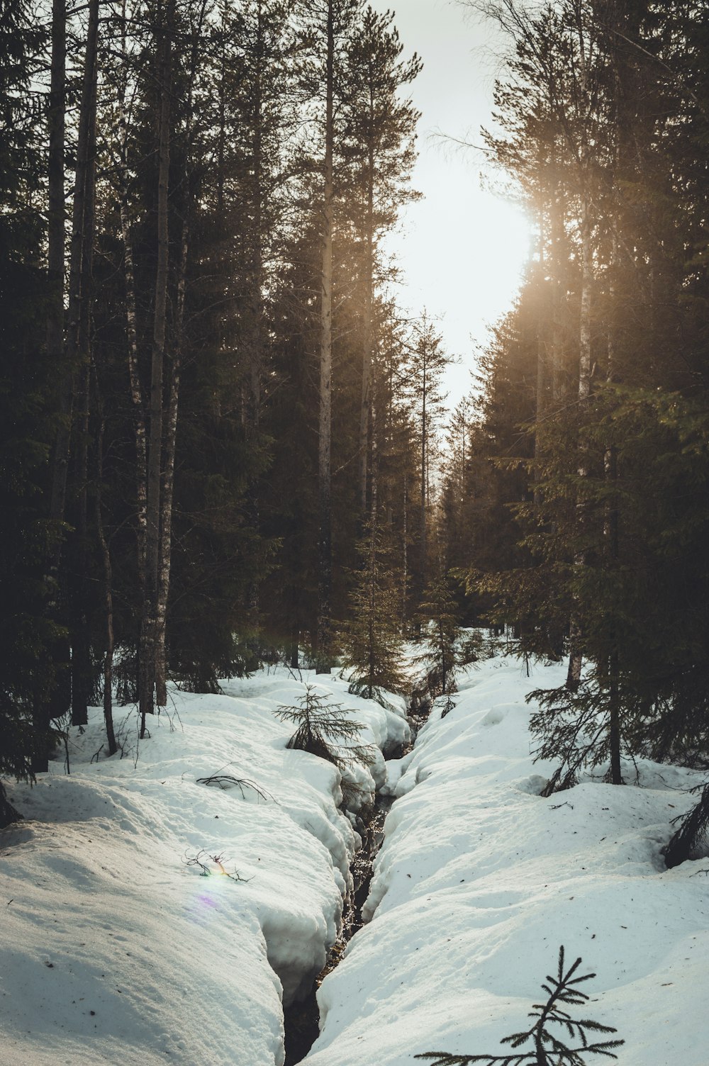 snow covered field and trees during sunrise