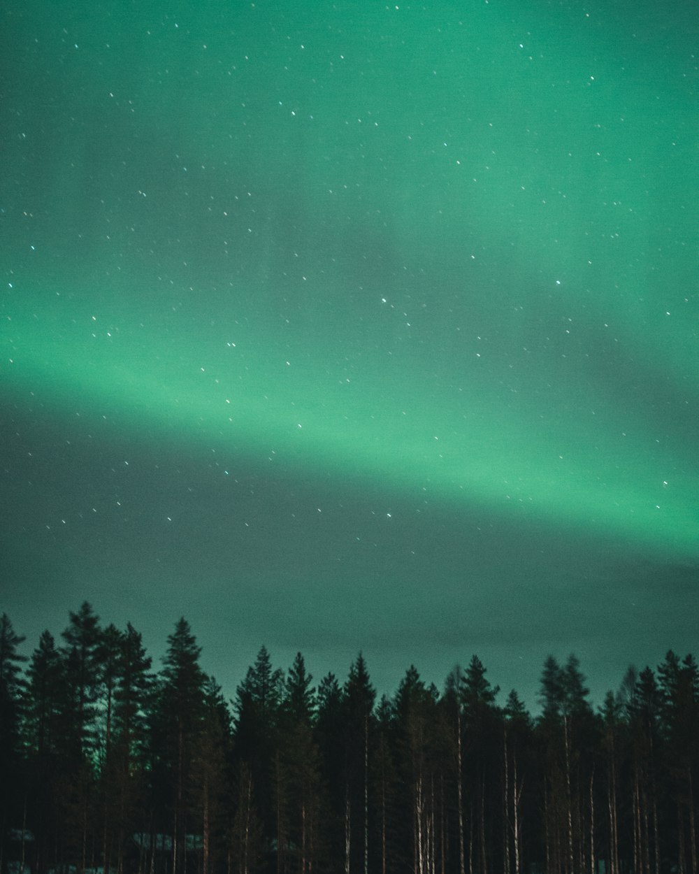 a green aurora bore in the sky over a forest