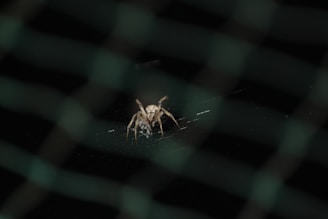A dynamic close-up of a web pattern in red and black, reminiscent of Spider-Man's suit.