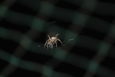 A dynamic close-up of a web pattern in red and black, reminiscent of Spider-Man's suit.