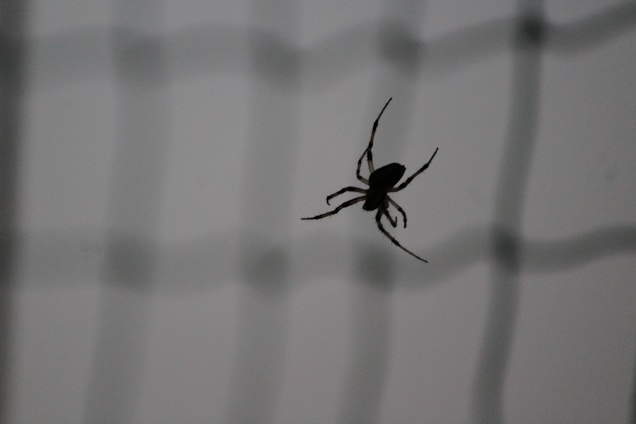 A silhouetted spider with thin legs is seen against a blurred background featuring a grid or net-like pattern, giving a sense of depth and minimalism.