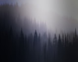 A wide shot of a misty forest with tall trees fading into the fog.