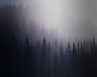 A wide-angle shot of a misty forest with tall trees fading into the fog.
