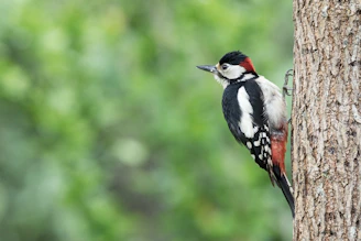black white and orange bird on brown tree branch