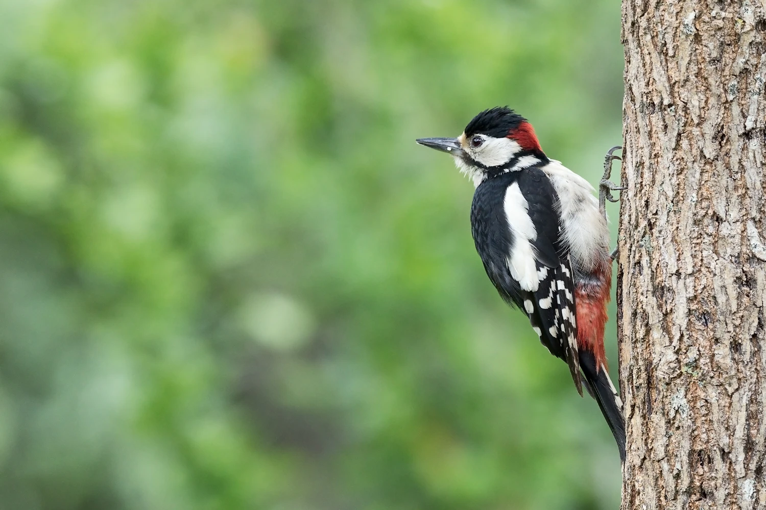 A great spotted woodpecker clinging to the bark of a tree trunk, black and white with a red patch under the tail