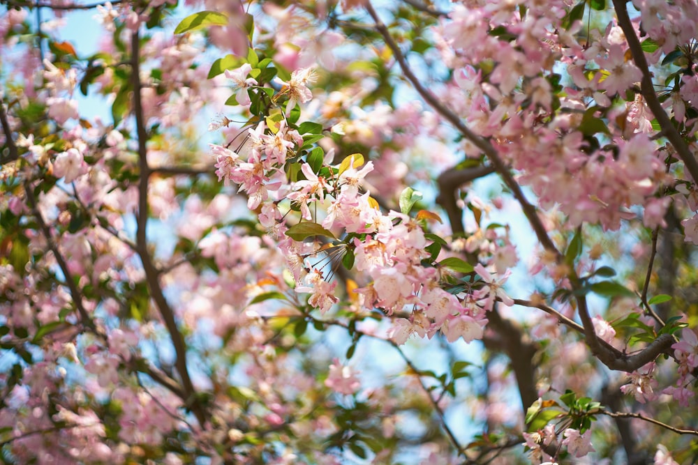 pink and white flower in tilt shift lens