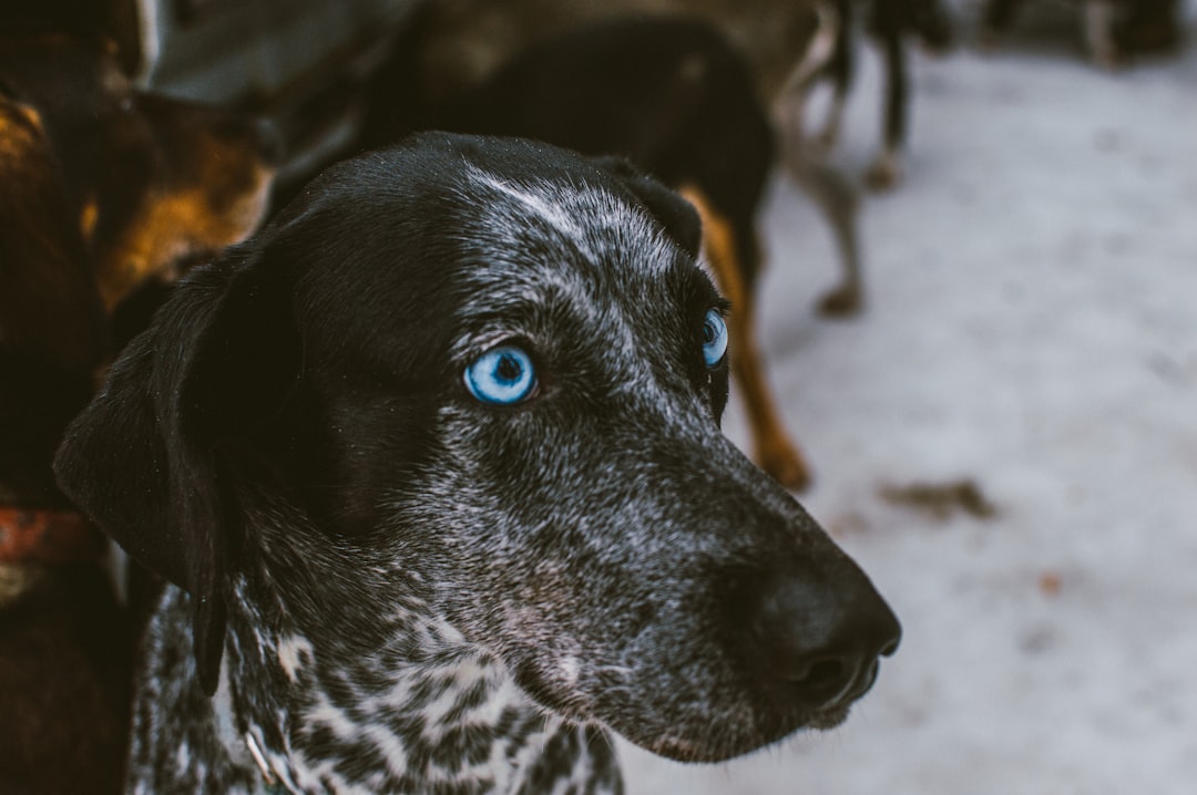 black and white short coated dog