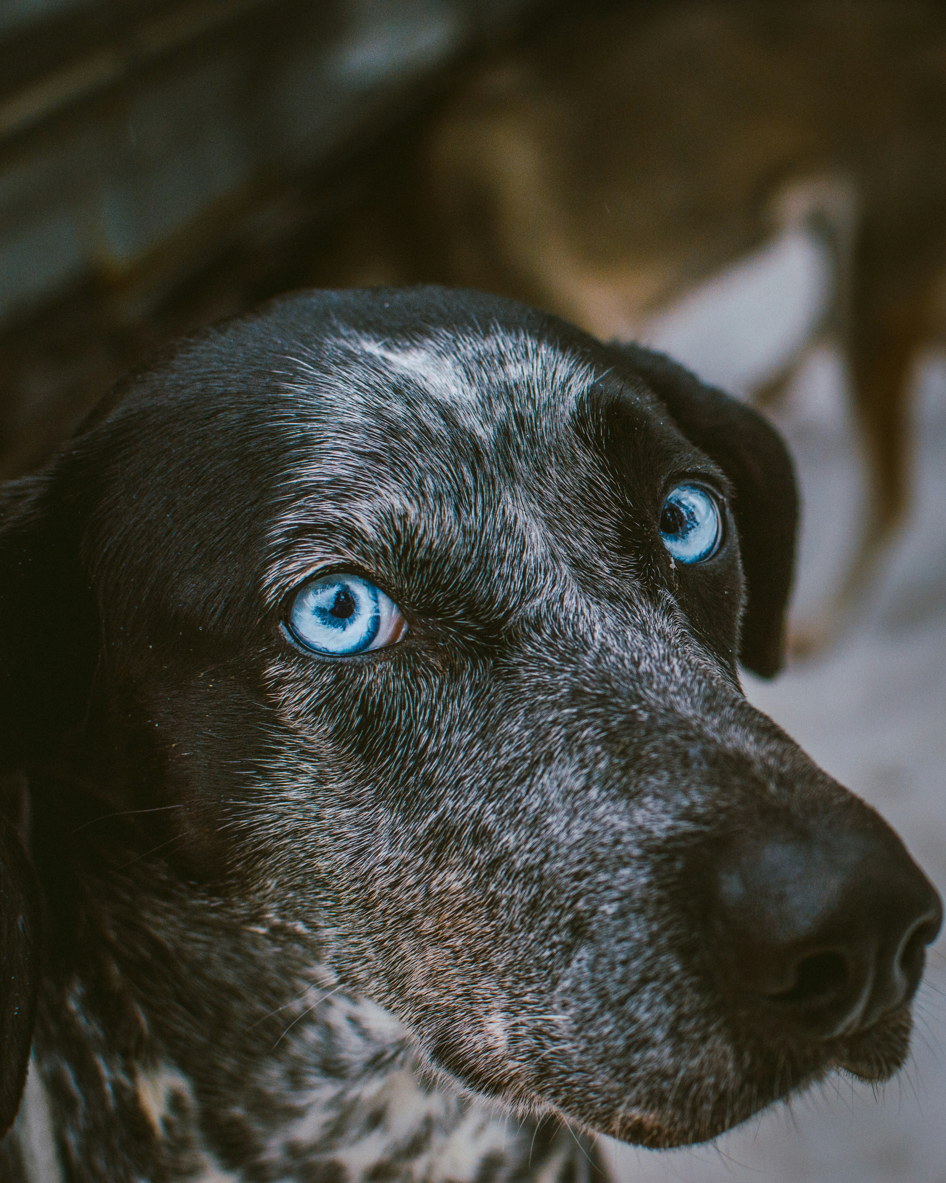 Photo by luca_severin