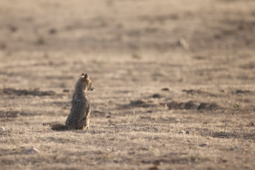 brown squirrel on brown field during daytime