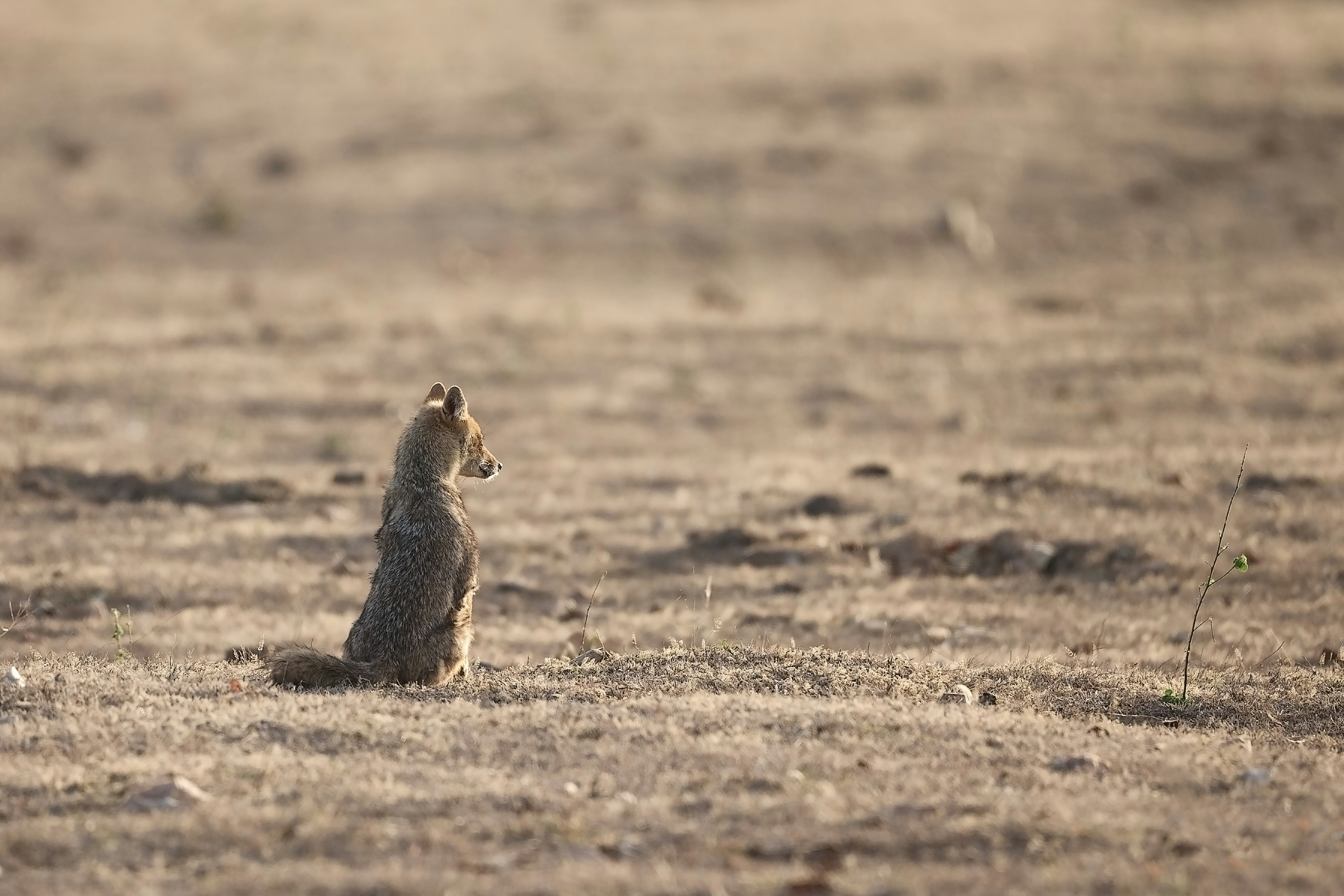 brown squirrel on brown field during daytime