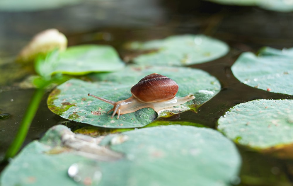 brown snail on green moss