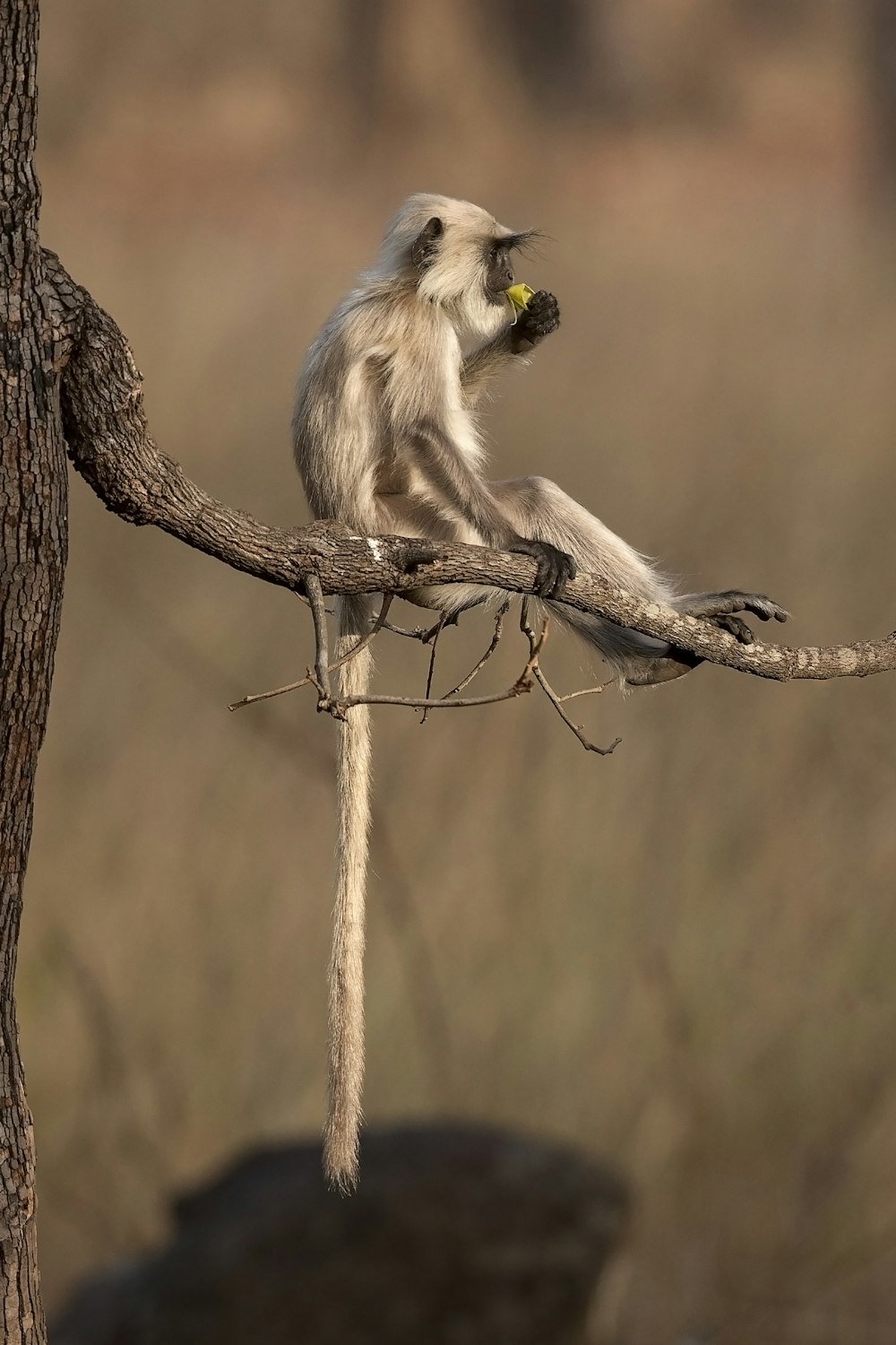 black and white monkey on brown tree branch