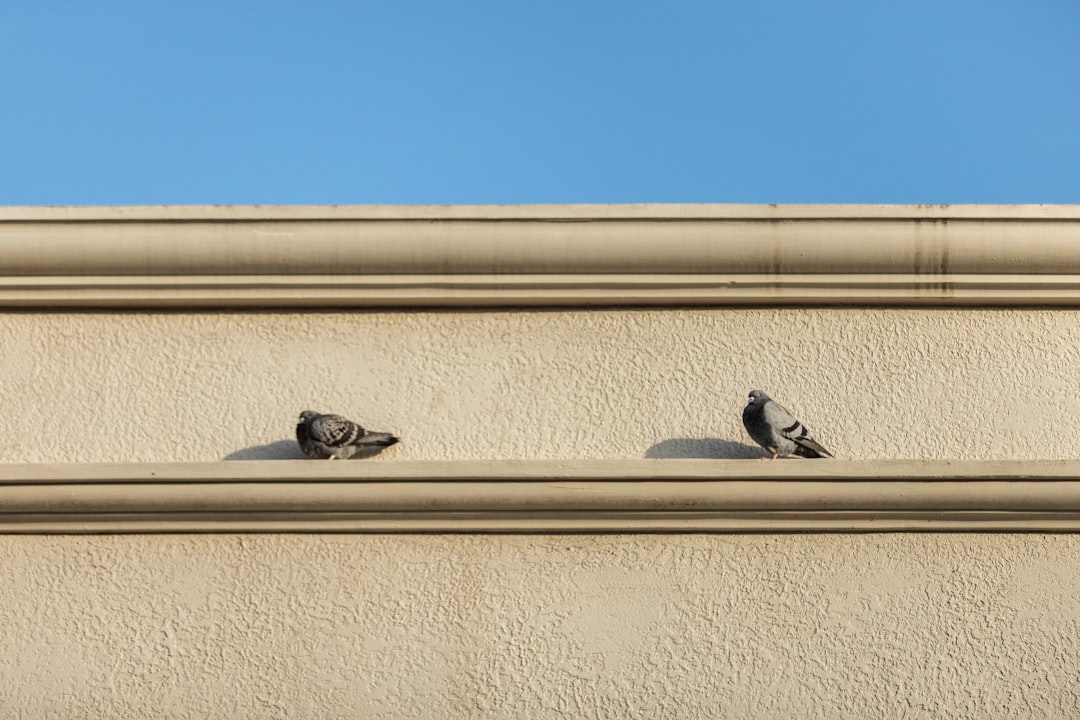 black and white bird on beige concrete wall