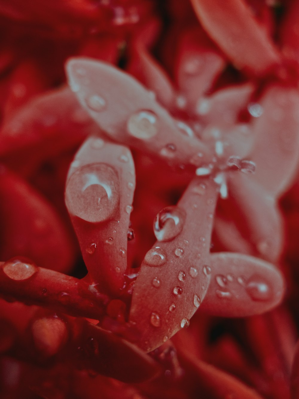 water droplets on red flower petals