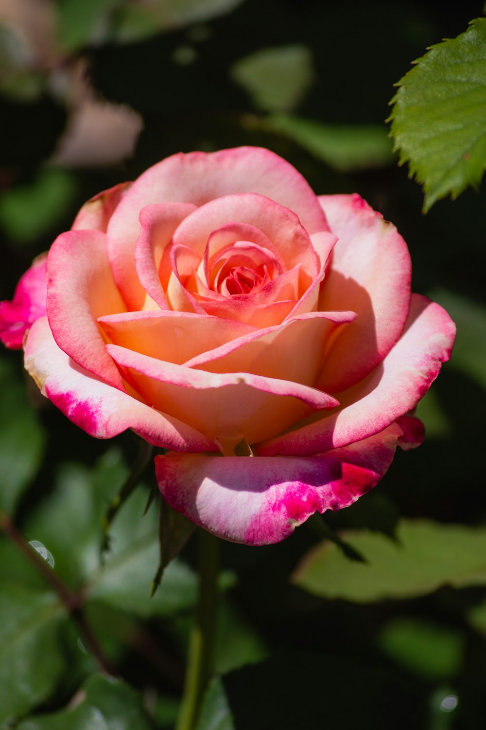 pink rose in bloom during daytime