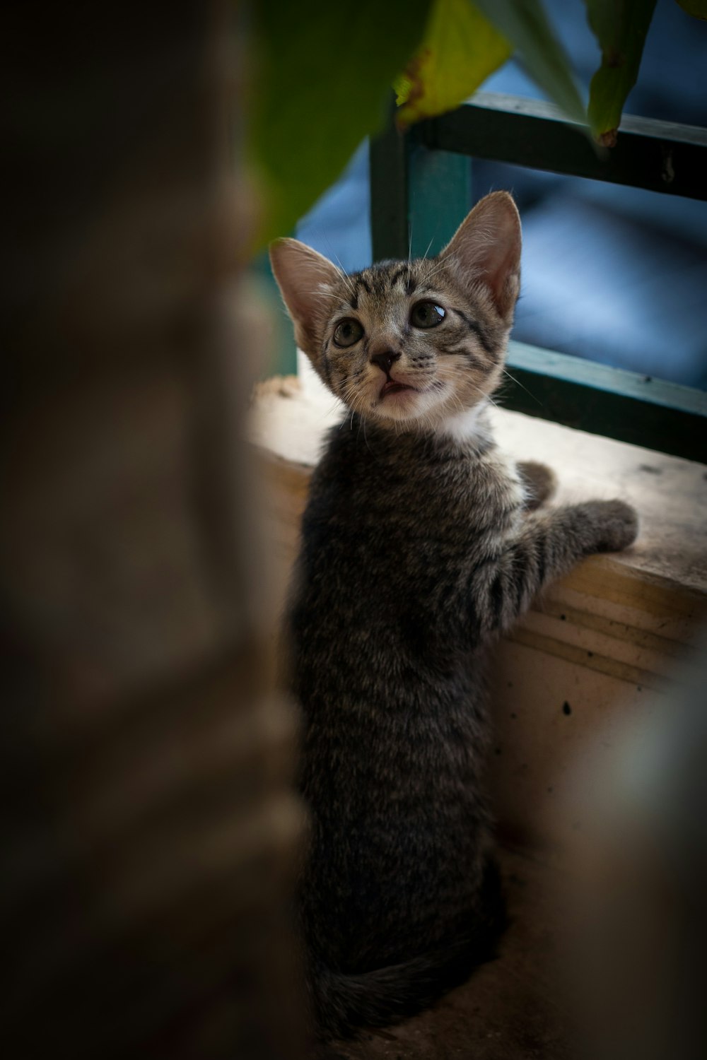 silver tabby cat on white cat tree