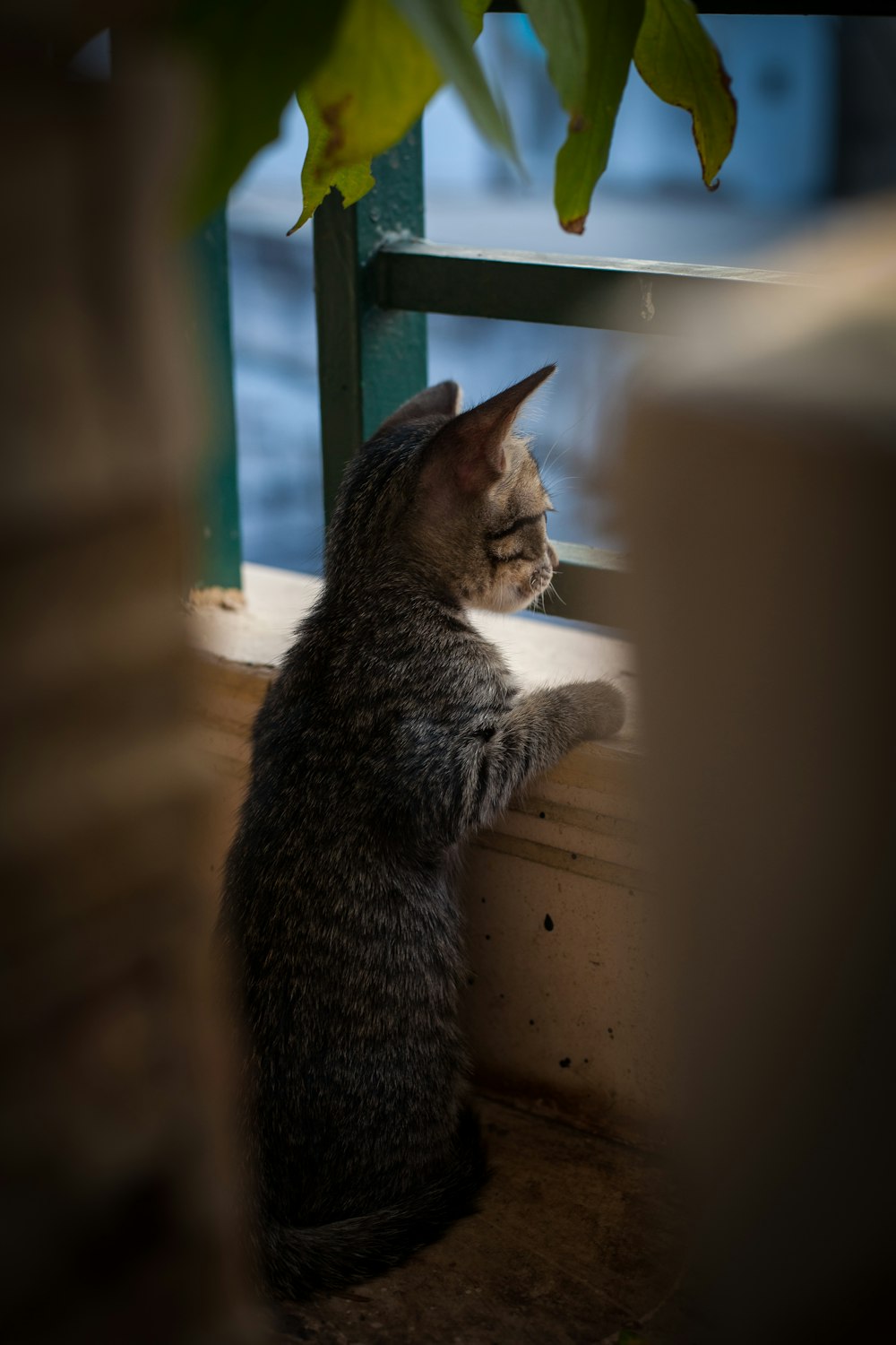 silver tabby cat on brown wooden table