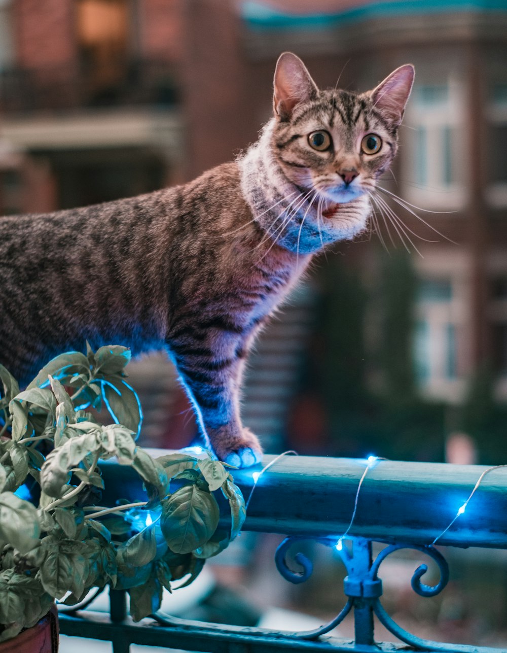 brown tabby cat on blue metal fence