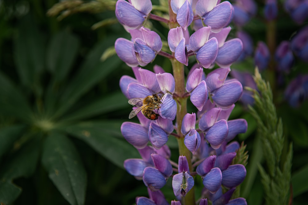 purple flower in macro shot