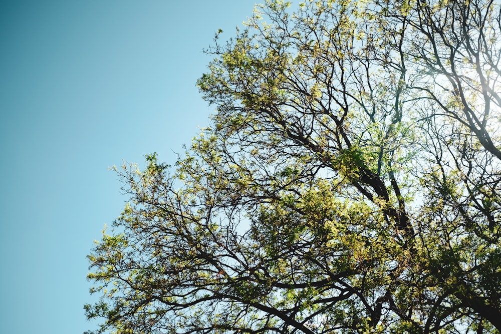 green tree under blue sky during daytime