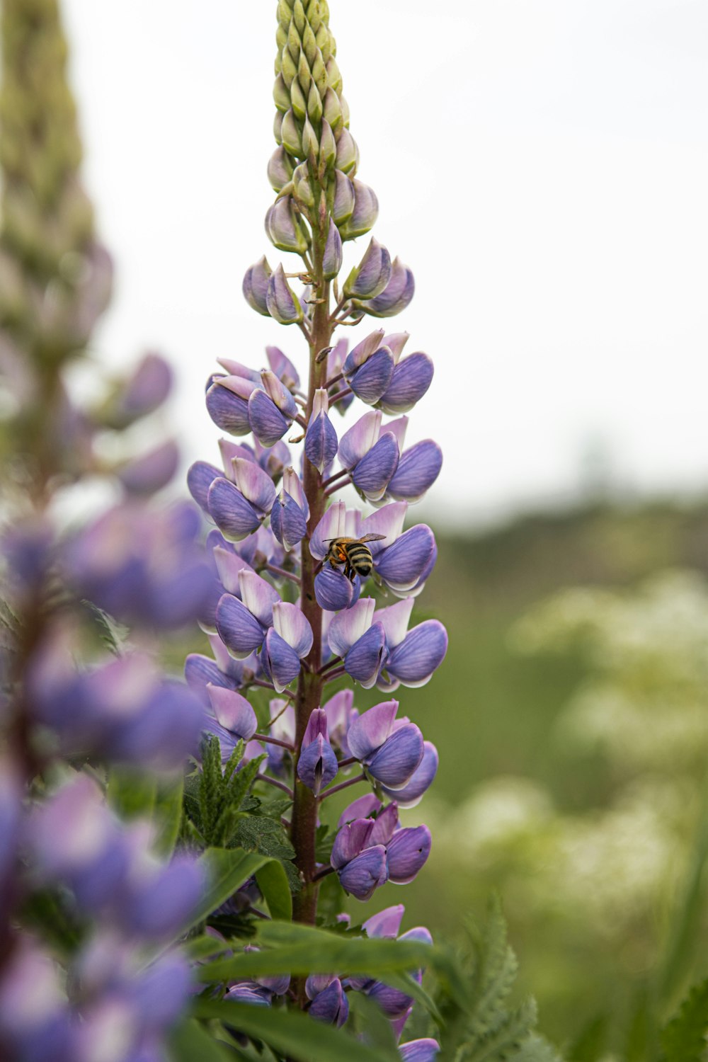 purple flower in tilt shift lens