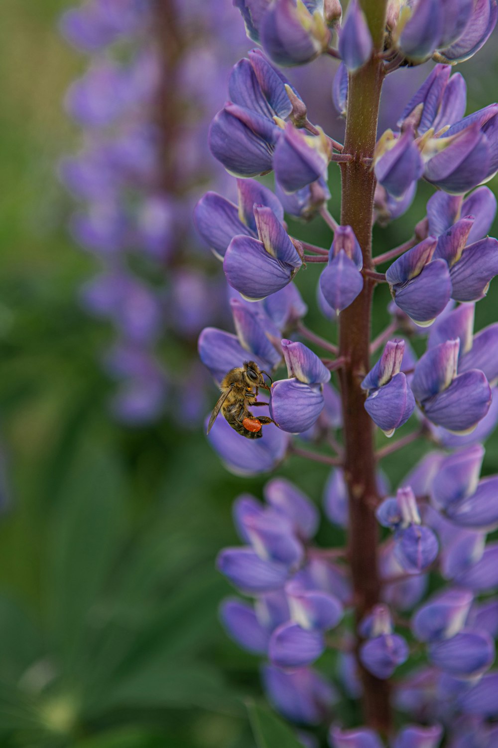 purple flower in tilt shift lens