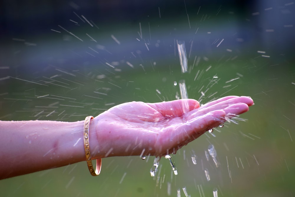 person holding pink flower during daytime