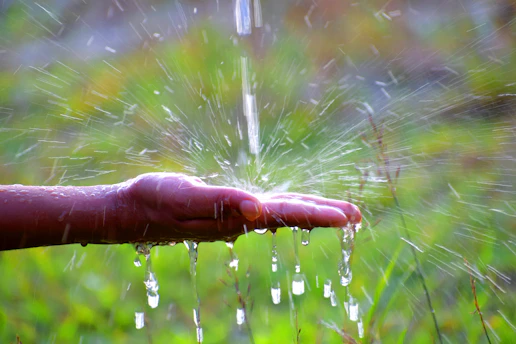 water dew on brown plant