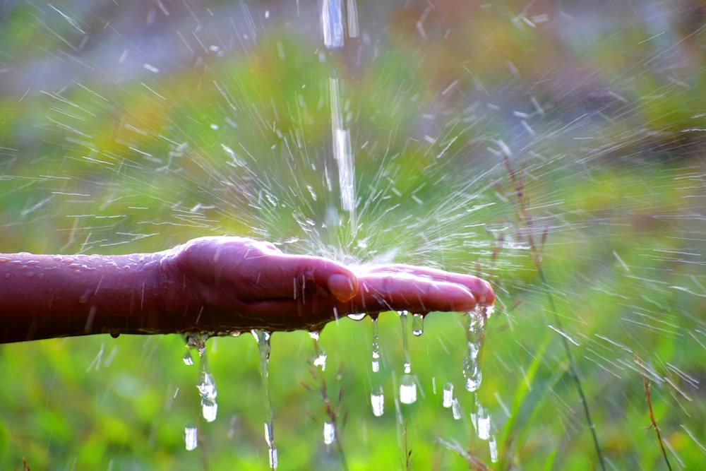 water dew on brown plant