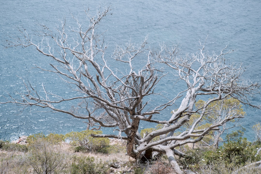 leafless tree near body of water during daytime