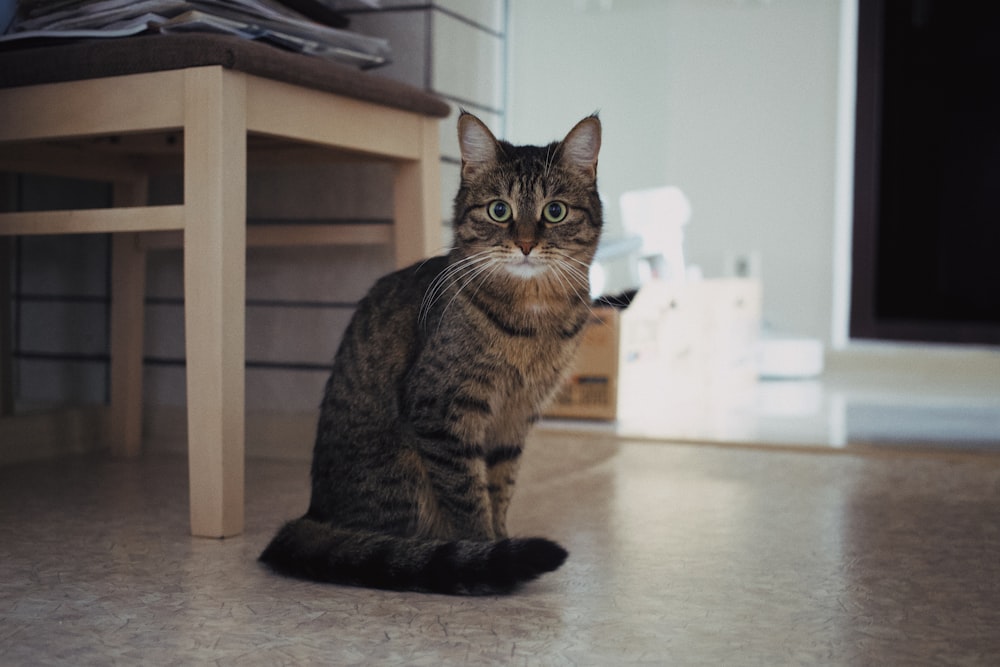 brown tabby cat on brown wooden table