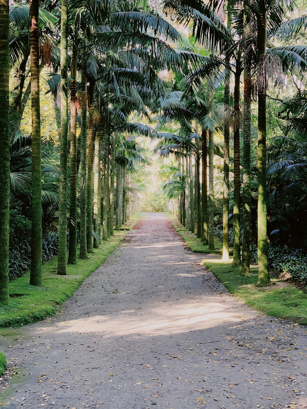 gray concrete road between green trees during daytime