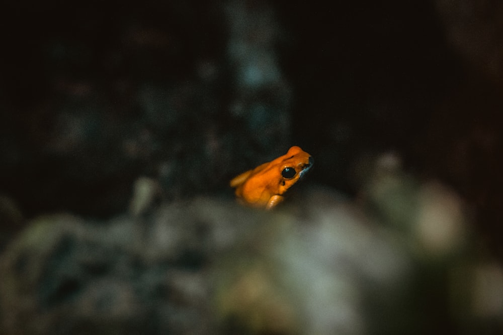 orange and yellow frog on gray rock