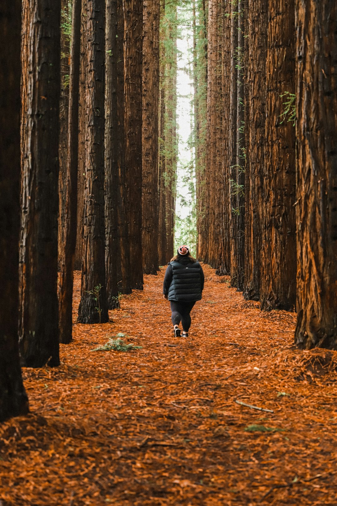 Forest photo spot Redwood Forest Warburton VIC