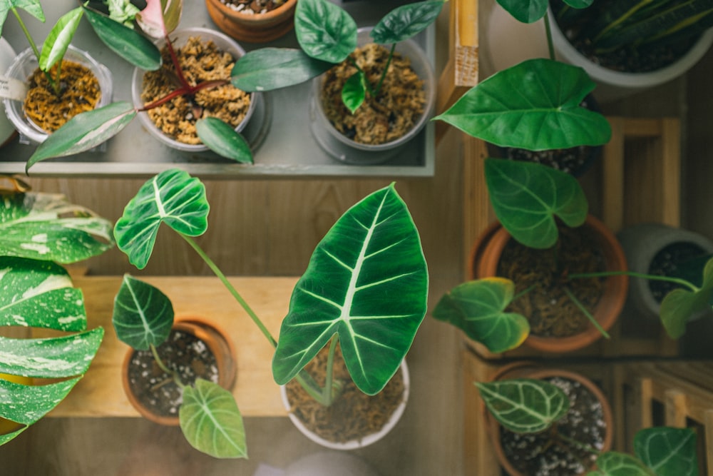 plante en pot verte et brune