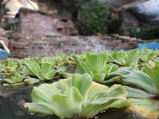 Lush green aquatic plants with broad leaves float on the surface of a tranquil water body. In the background, a cascading waterfall flows over weathered stones, surrounded by verdant foliage.
