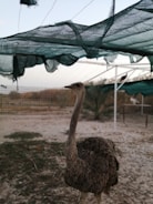 An ostrich stands in a fenced outdoor area with a sandy, dry ground. Overhead, a green net canopy provides shade. In the background, another ostrich is visible, alongside some foliage and fence structures.