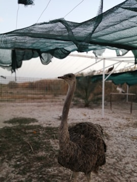 An ostrich stands in a fenced outdoor area with a sandy, dry ground. Overhead, a green net canopy provides shade. In the background, another ostrich is visible, alongside some foliage and fence structures.