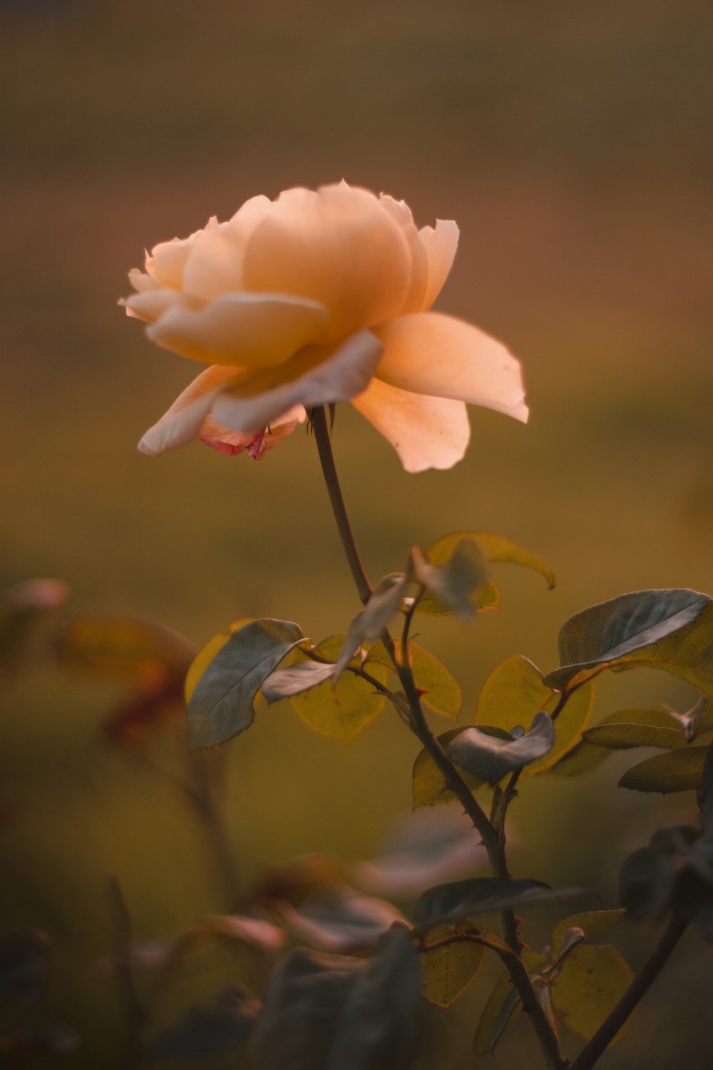 pink rose in bloom during daytime