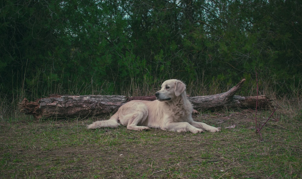 yellow labrador retriever lying on ground