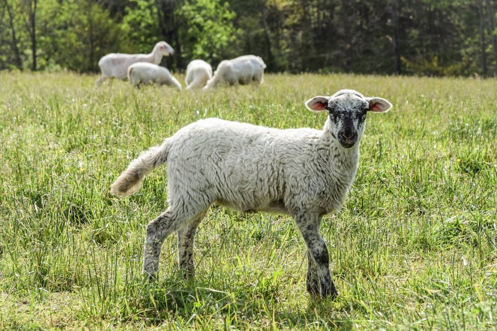 herd of sheep on green grass field during daytime