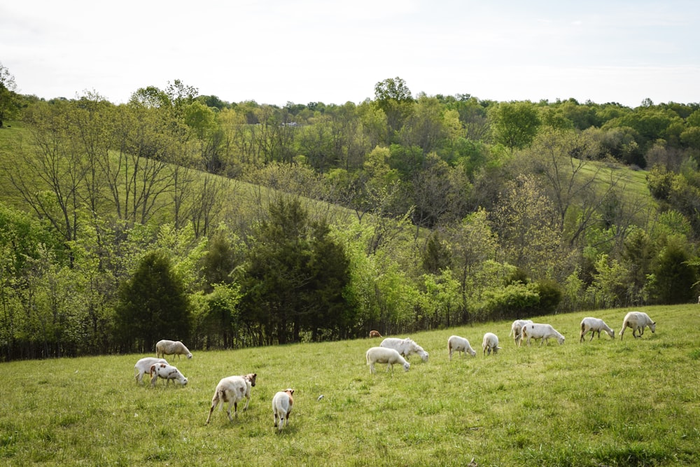 herd of sheep on green grass field during daytime