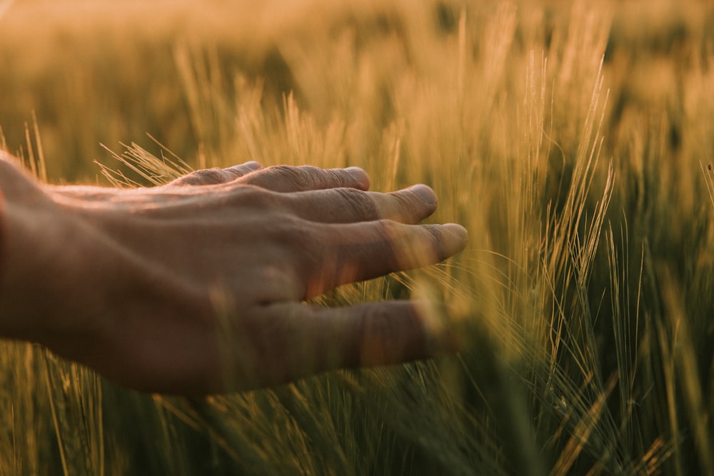 La mano de las personas en el campo de trigo moreno