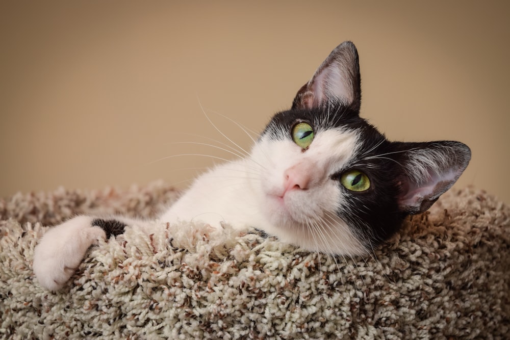 tuxedo cat lying on brown textile