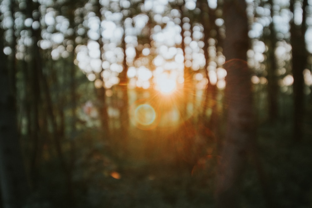 bokeh photography of green trees during daytime