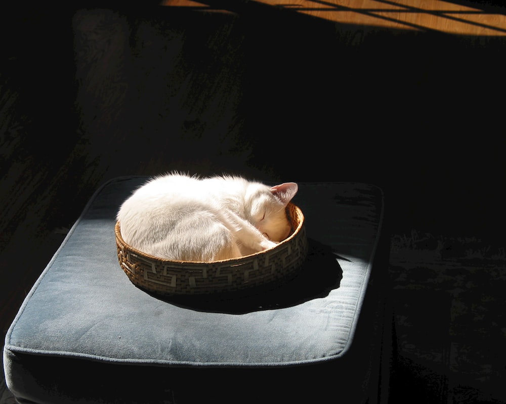 white cat lying on blue and white textile