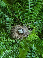 brown bird nest on green leaves