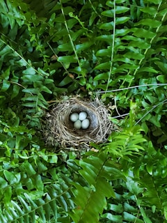 brown bird nest on green leaves