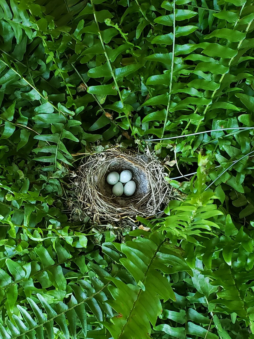 緑の葉に茶色の鳥の巣