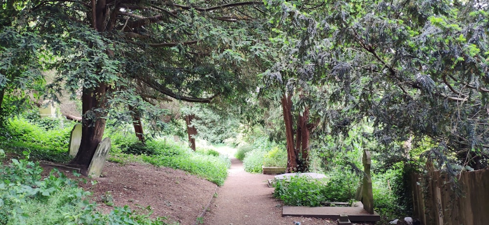 pathway between green trees during daytime